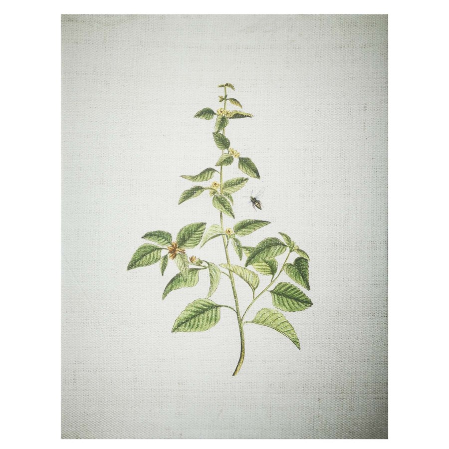 Wall Art * | Grace Mitchell Botanical Canvas Wall Art, 11 14 Nice Style