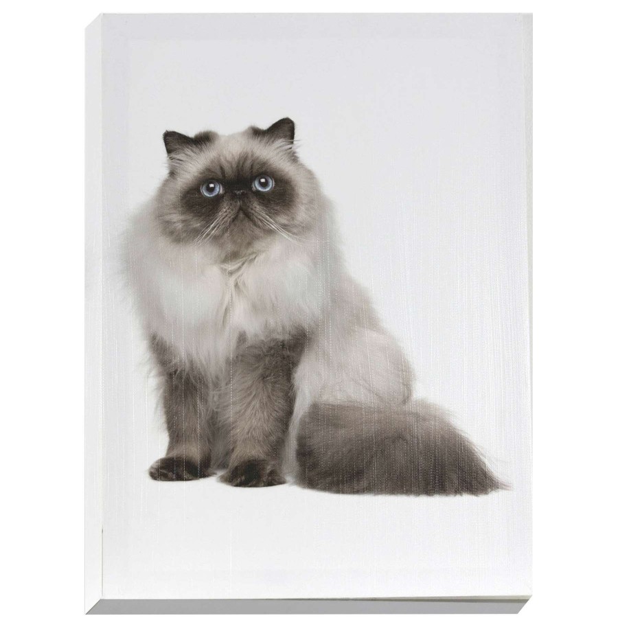 Wall Art * | Desaturated Cat Canvas Wall Art, 12 16 Special Style